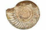 6.9" Jurassic Ammonite (Perisphinctes) - Madagascar - #199228-1